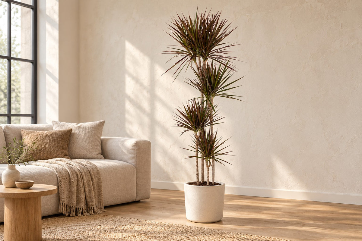 Dracena, 180 cm, in a white ceramic planter in un soggiorno luminoso