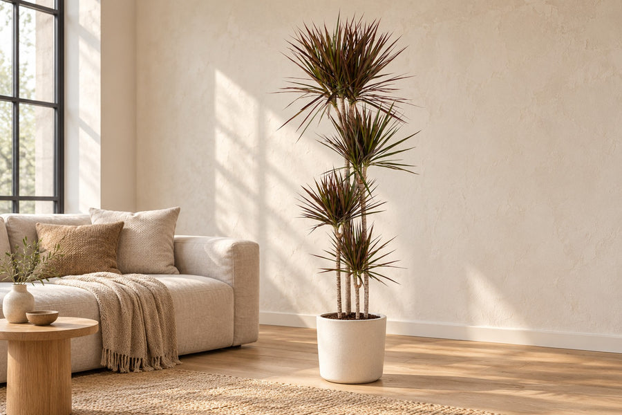 Dracena (Dracaena marginata 'Magenta') 180 cm di altezza, vaso ø27 cm