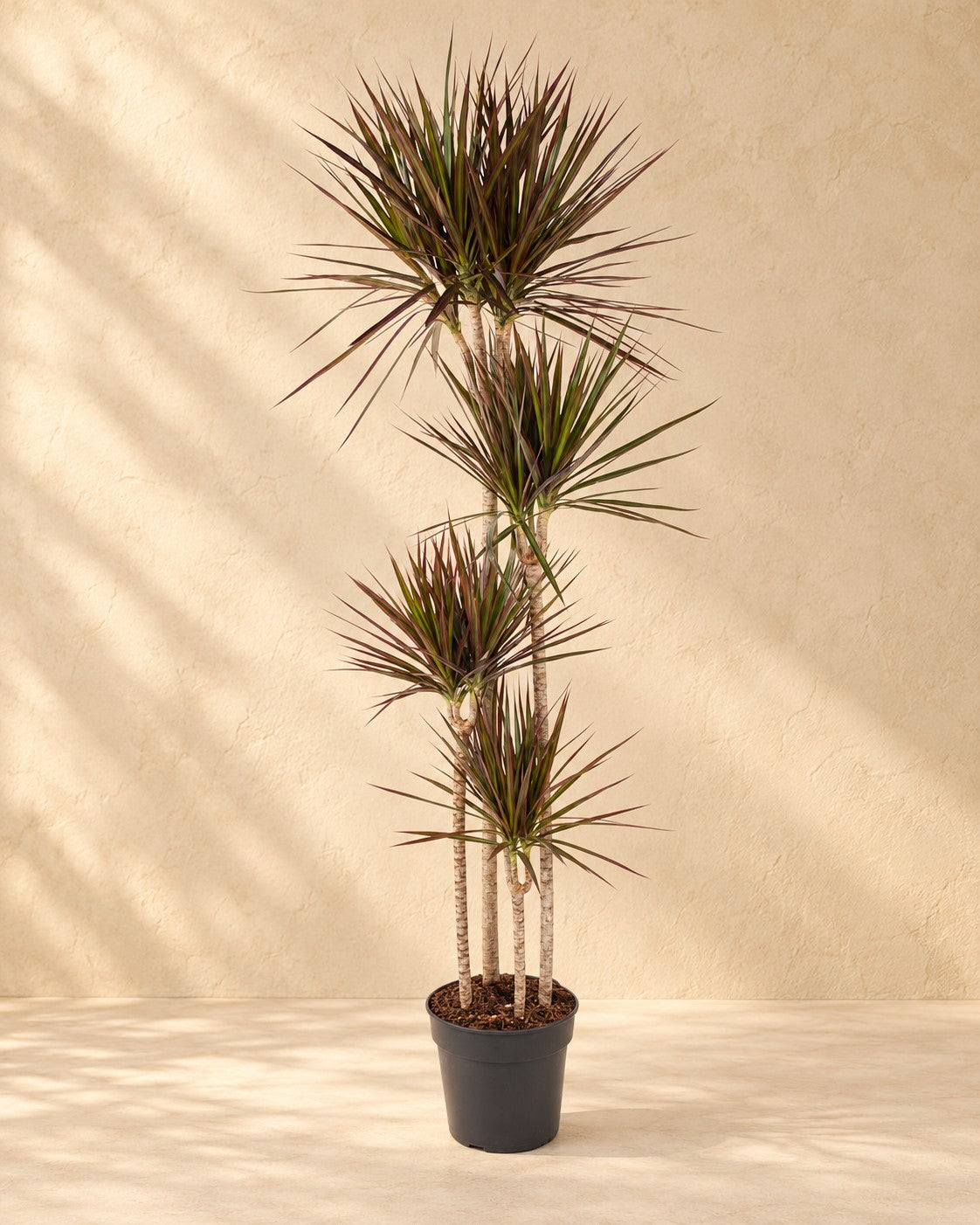 Drakenboom (Dracaena marginata 'Magenta') van 180 cm hoog in kweekpot van 27 cm