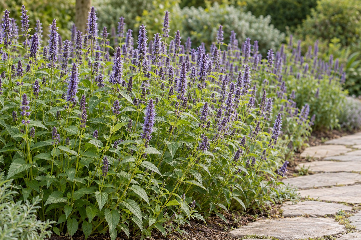 Hisopo anisado 'Black Adder' plantada en el jardín