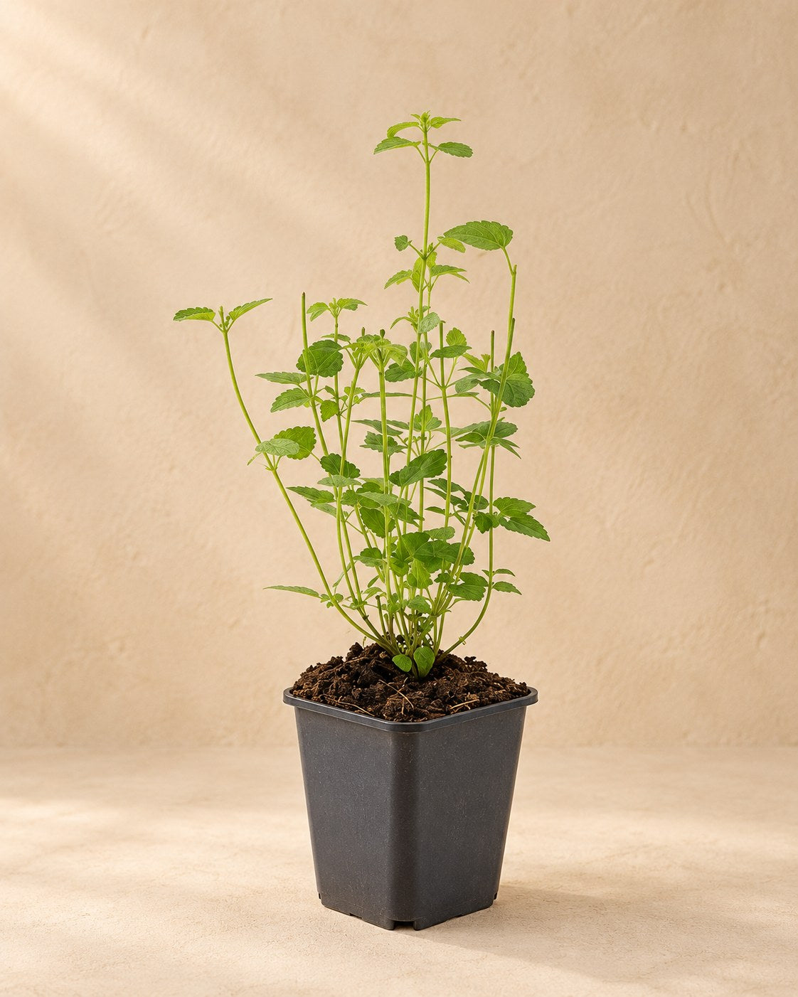 Hisopo anisado 'Black Adder' en maceta de cultivo