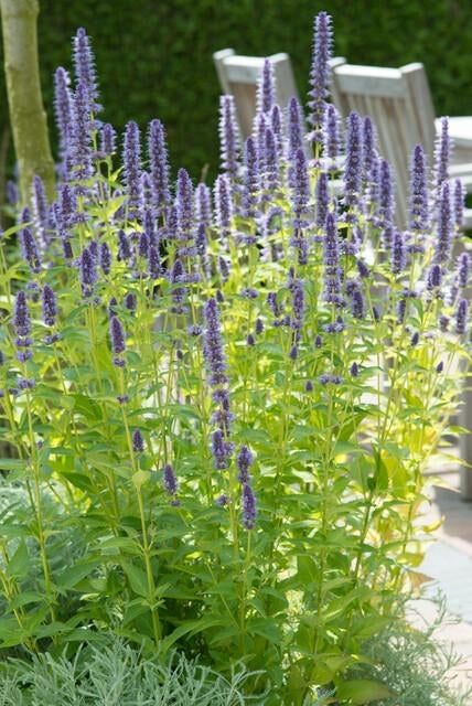 Hisopo anisado 'Black Adder' (Agastache)