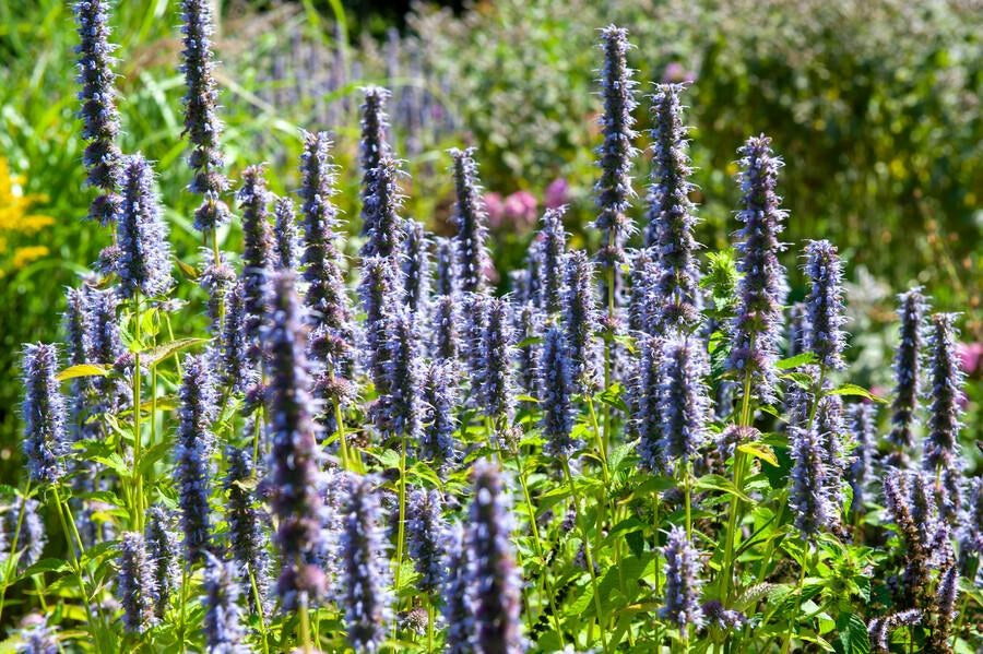 Hisopo anisado 'Black Adder' en el jardín