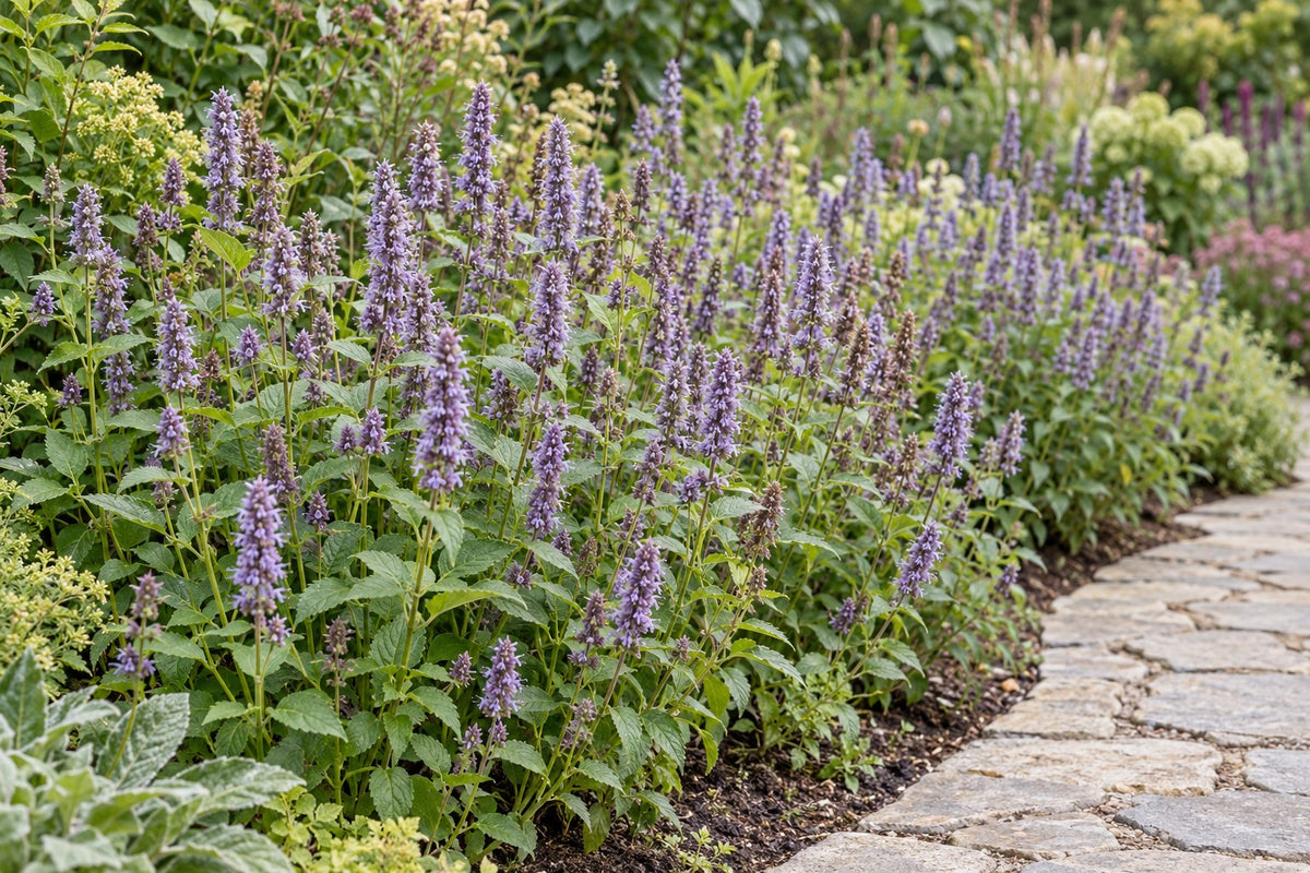 Dropplant 'Blue Fortune' aangeplant in de tuin