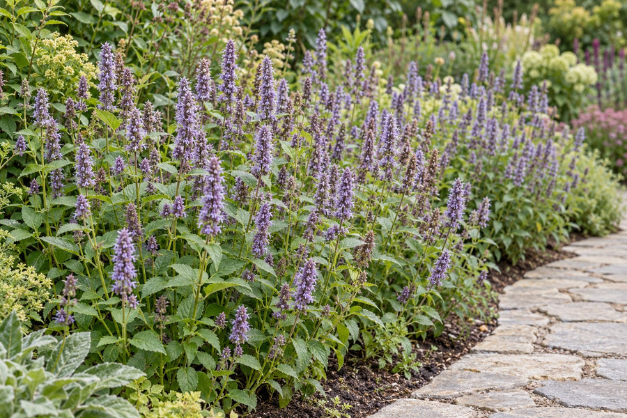 Dropplant 'Blue Fortune' (Agastache)