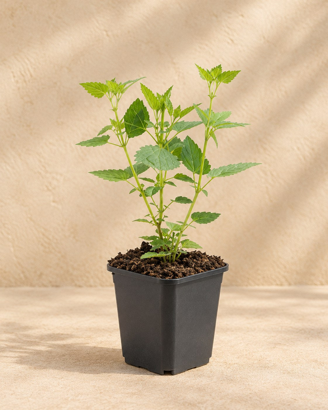Dropplant 'Blue Fortune' in kweekpot