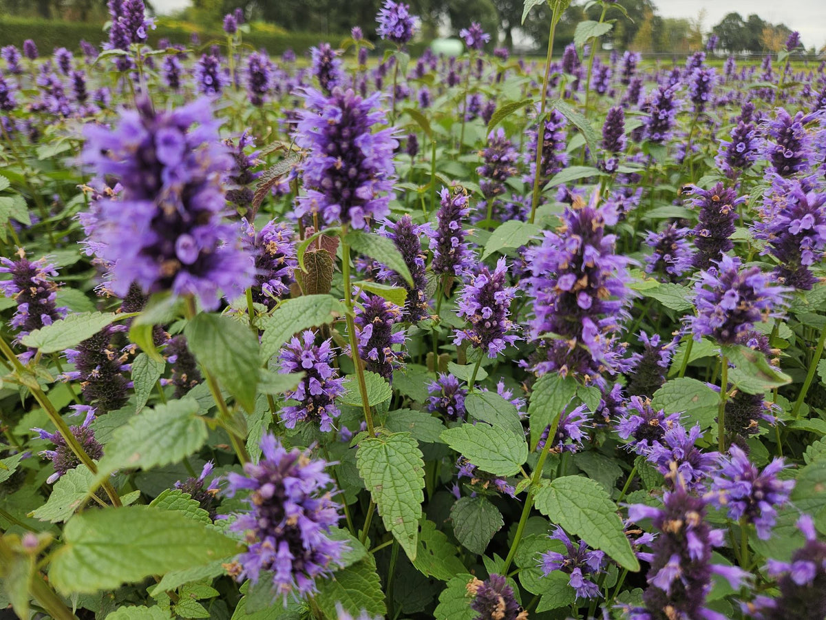 Issopo anisato 'Blue Fortune' in giardino