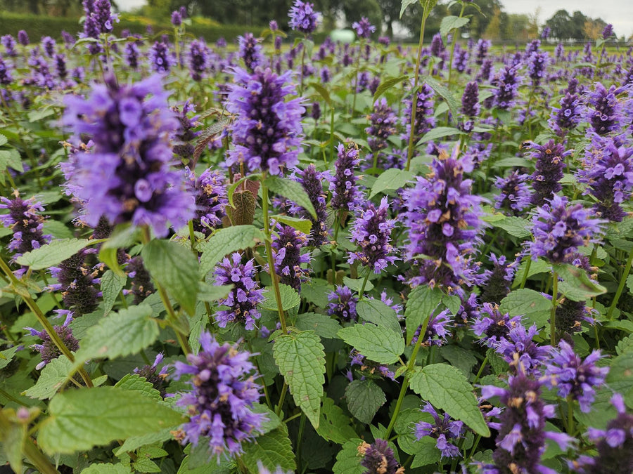 Dropplant 'Blue Fortune' (Agastache)
