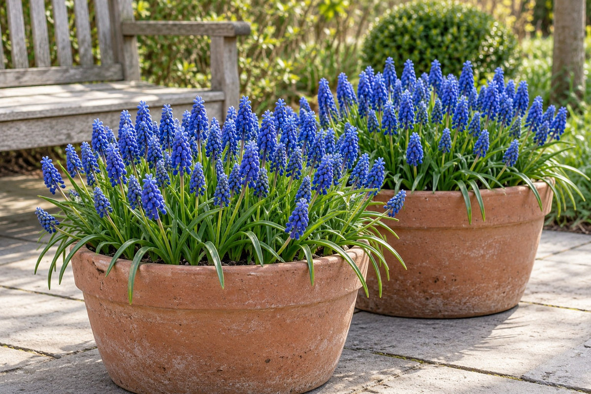 Perlehyacintløg Armeniacum i blomst i potter på en terrasse