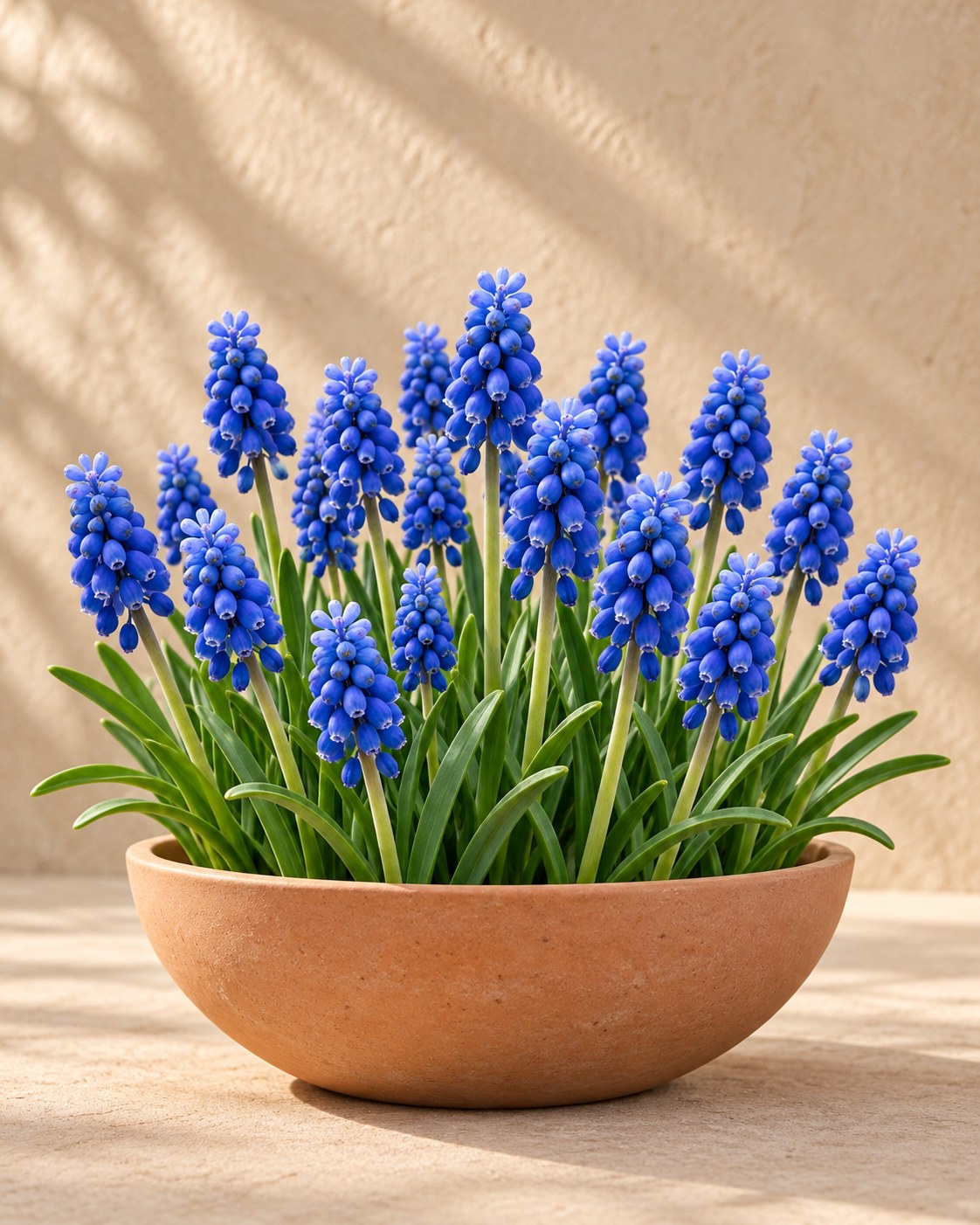Perlehyacintløg Armeniacum i blomst i en vase