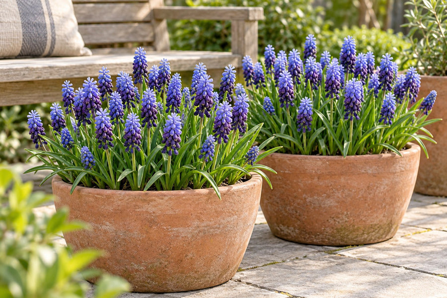Pärlhyacintlökar Latifolium (Muscari latifolium)