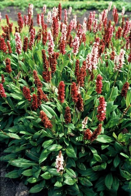 Poligono 'Darjeeling Red' in giardino