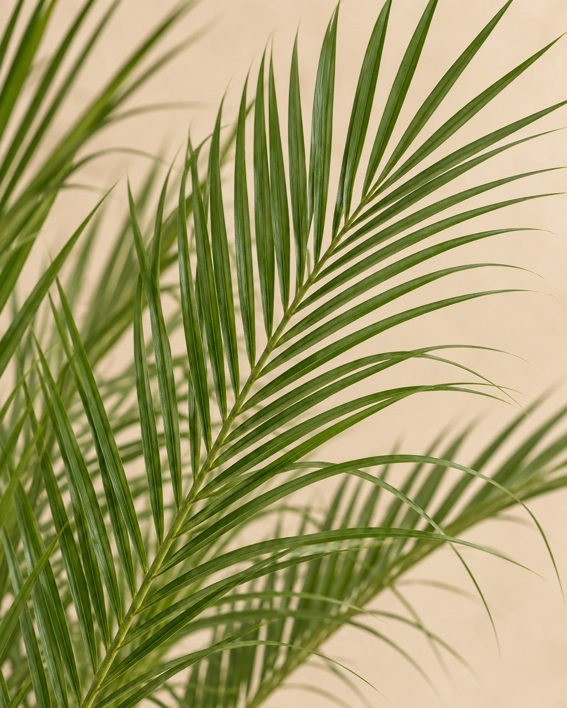 Close-up van het blad van de Dwergdadelpalm (Phoenix roebelenii)