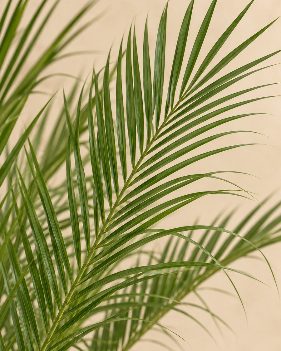 Dwergdadelpalm (Phoenix roebelenii) 100 cm hoog, pot ø21 cm