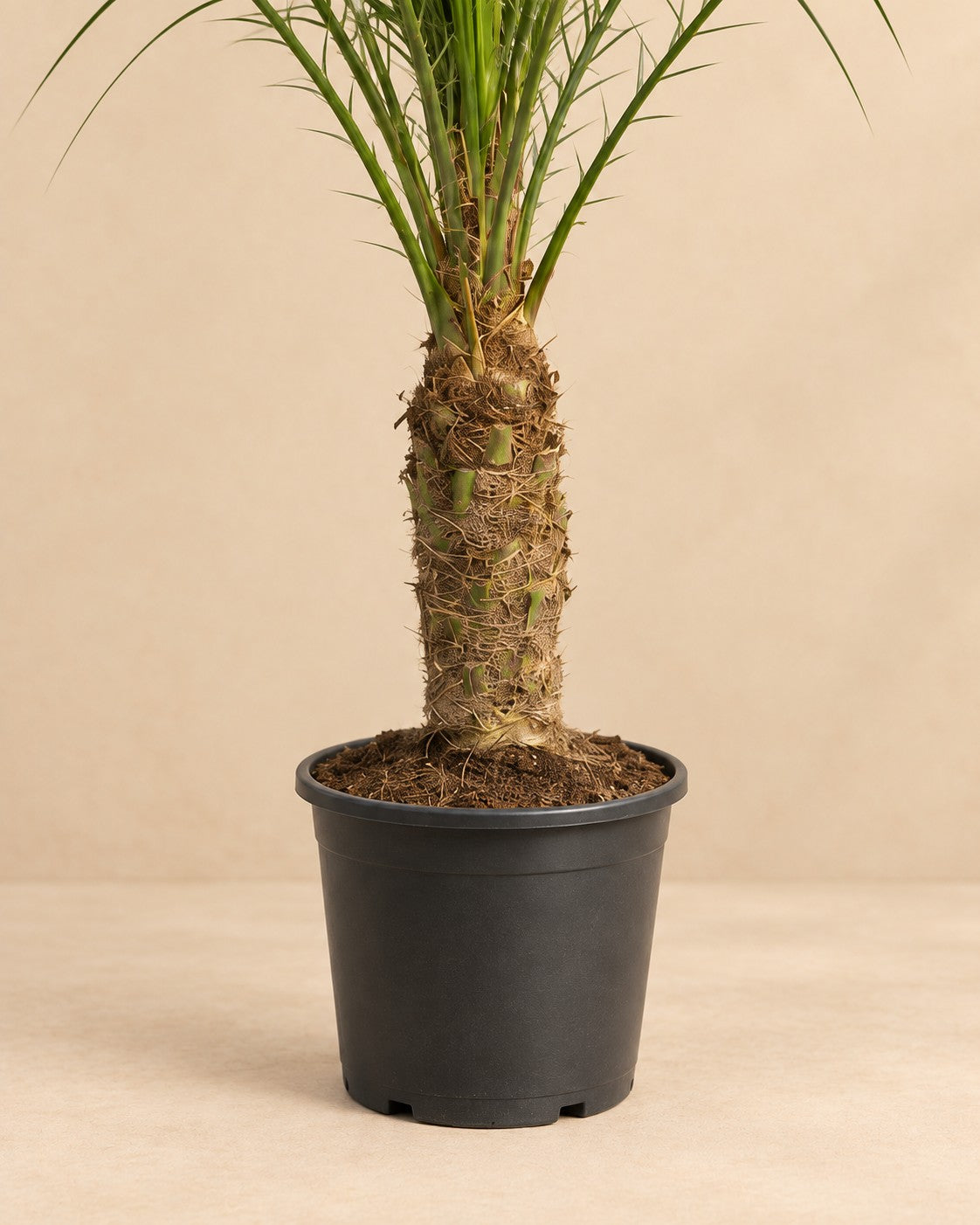 Onderste deel van de Dwergdadelpalm (Phoenix roebelenii) met de kweekpot