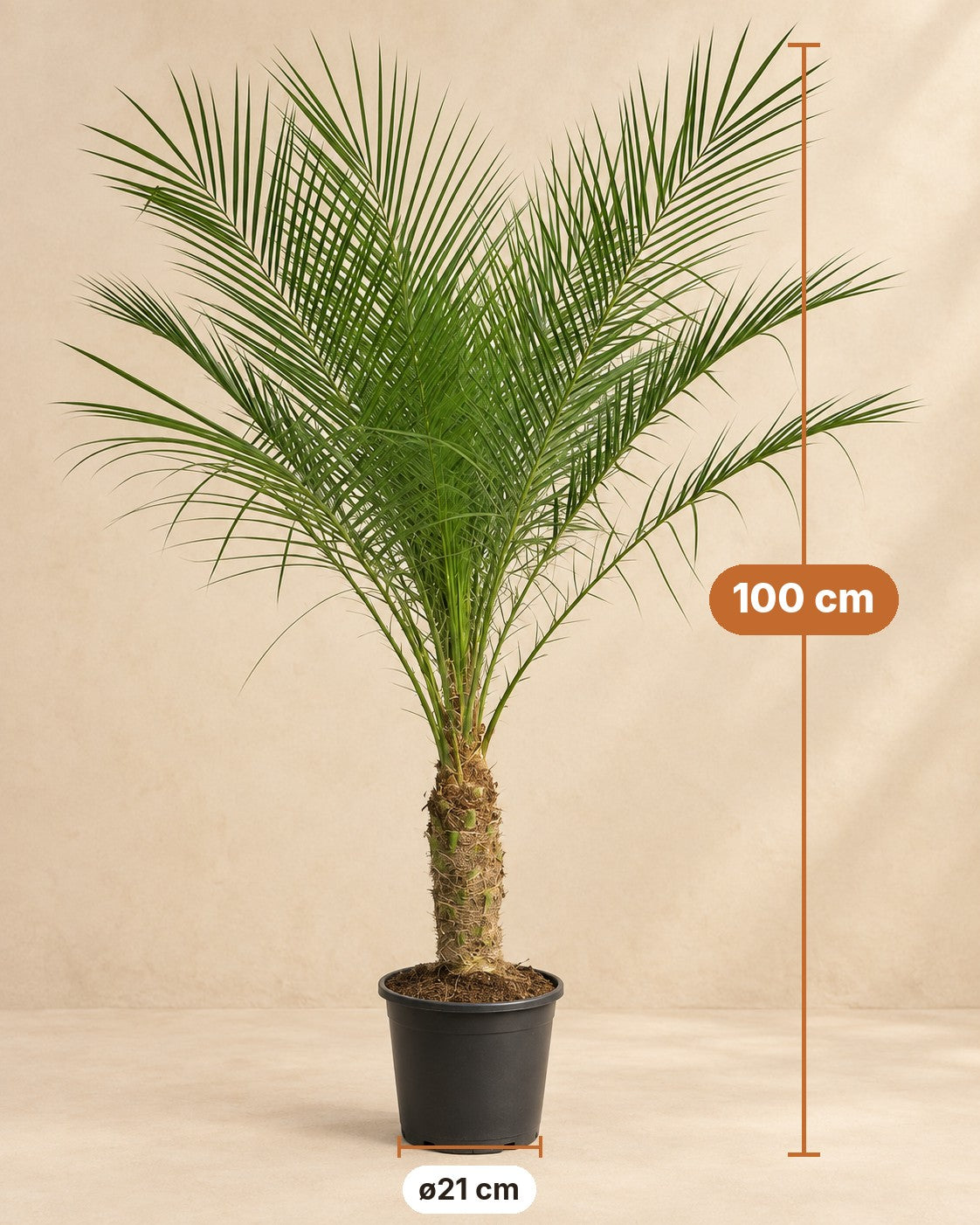 Afmetingen Dwergdadelpalm: 100 cm hoog, pot ø21 cm
