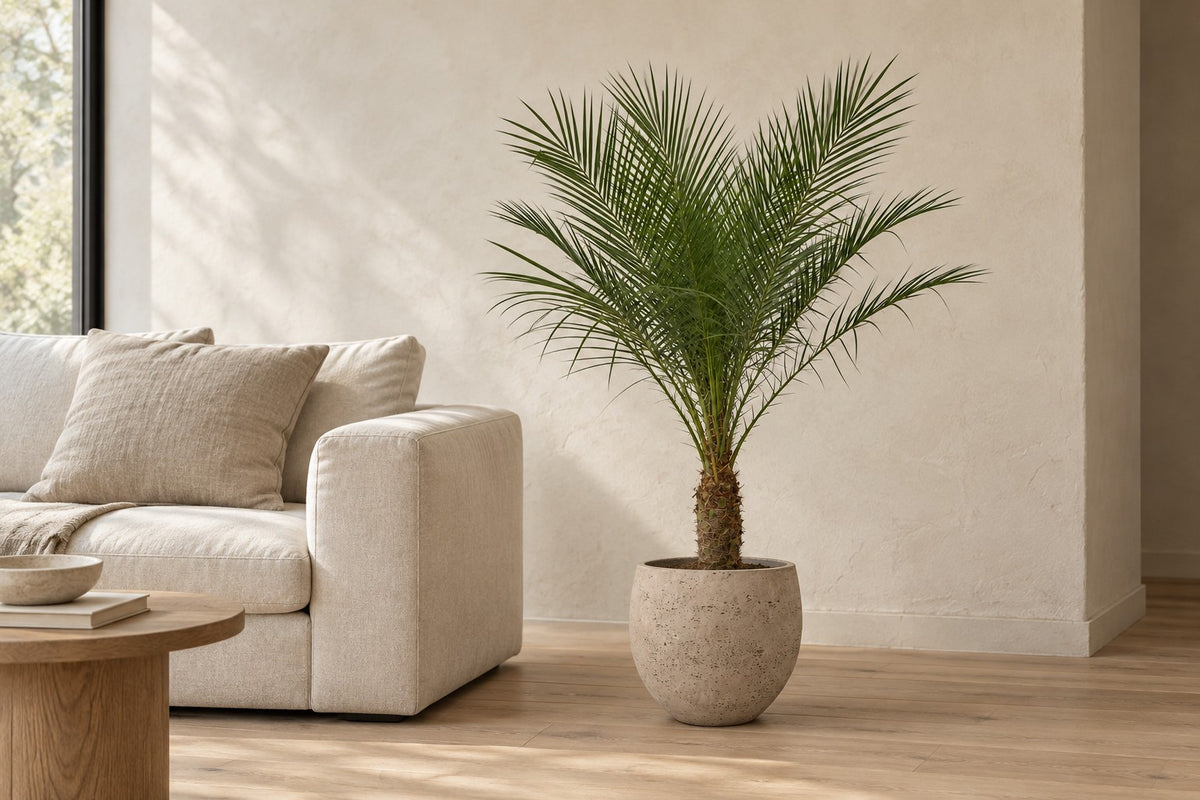 Dwergdadelpalm van 100 cm in sierpot Orb Grey Washed in een lichte woonkamer