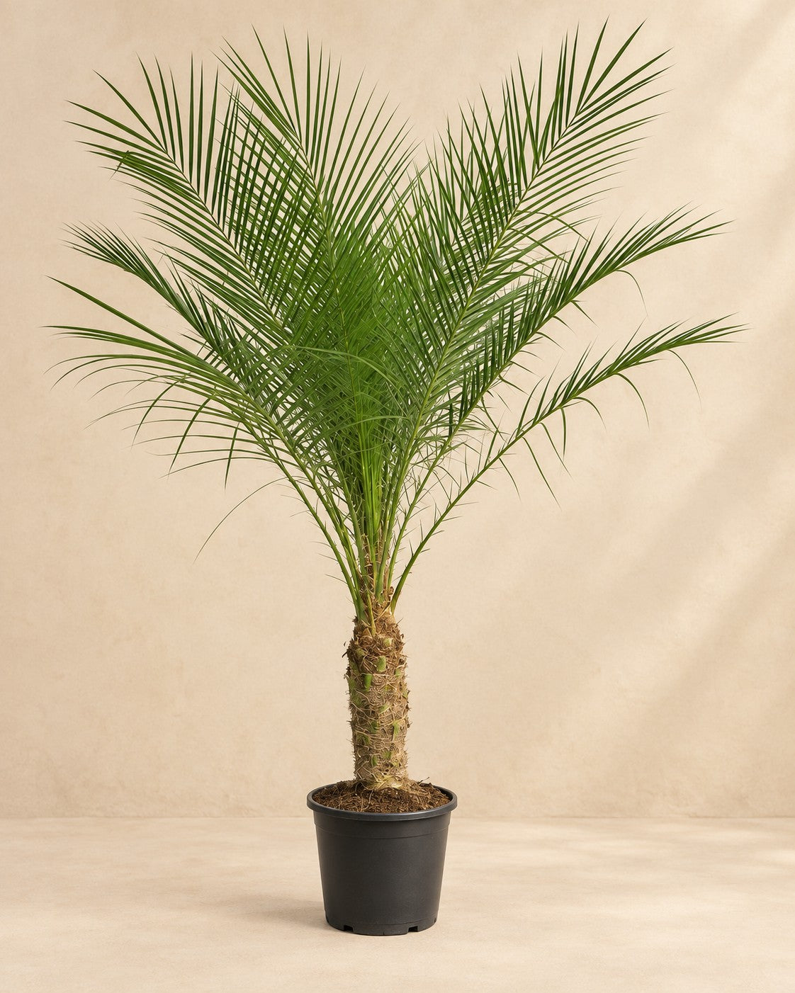 Palmera datilera enana (Phoenix roebelenii), 100 cm de altura en maceta de cultivo de 21 cm