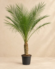 Dwergdadelpalm (Phoenix roebelenii) van 100 cm hoog in kweekpot van 21 cm