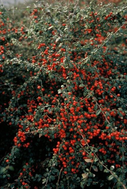 Zwergmispel 'Coral Beauty' (Cotoneaster suecicus)