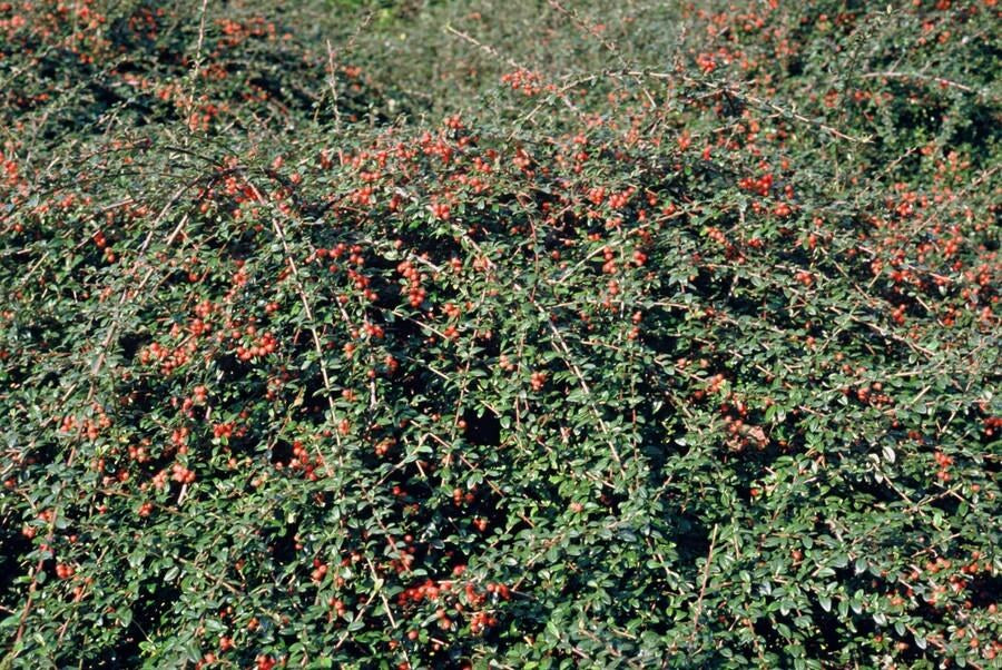 Zwergmispel 'Coral Beauty' im Garten
