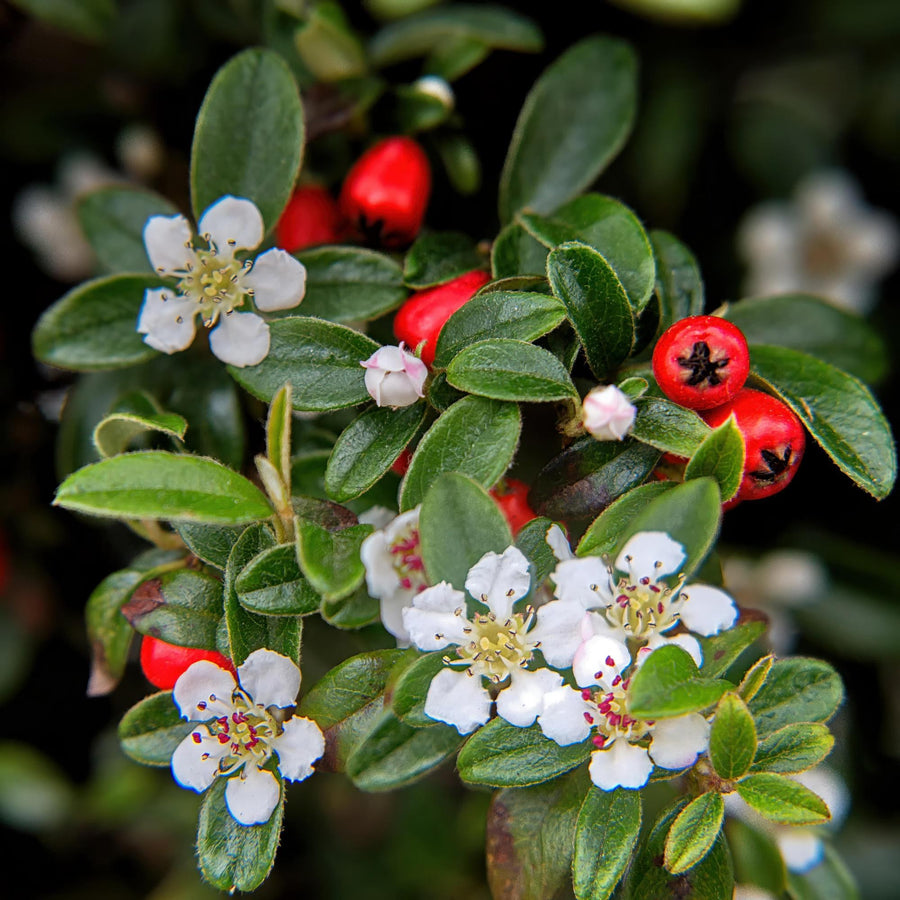 Dwergmispel 'Major' (Cotoneaster dammeri)