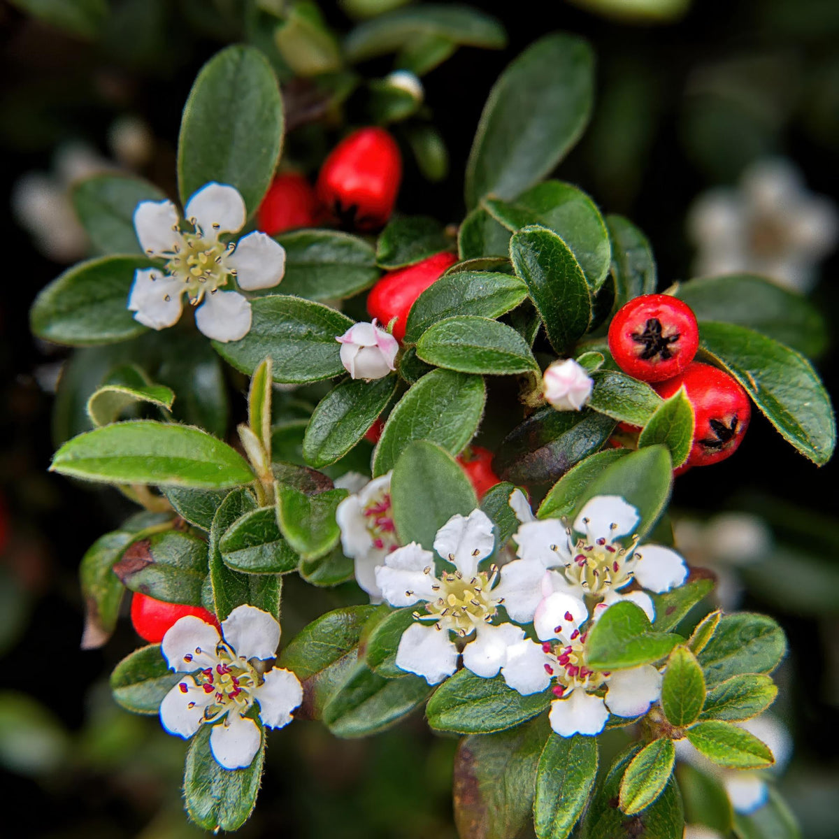 Cotoneaster rastrero en el jardín