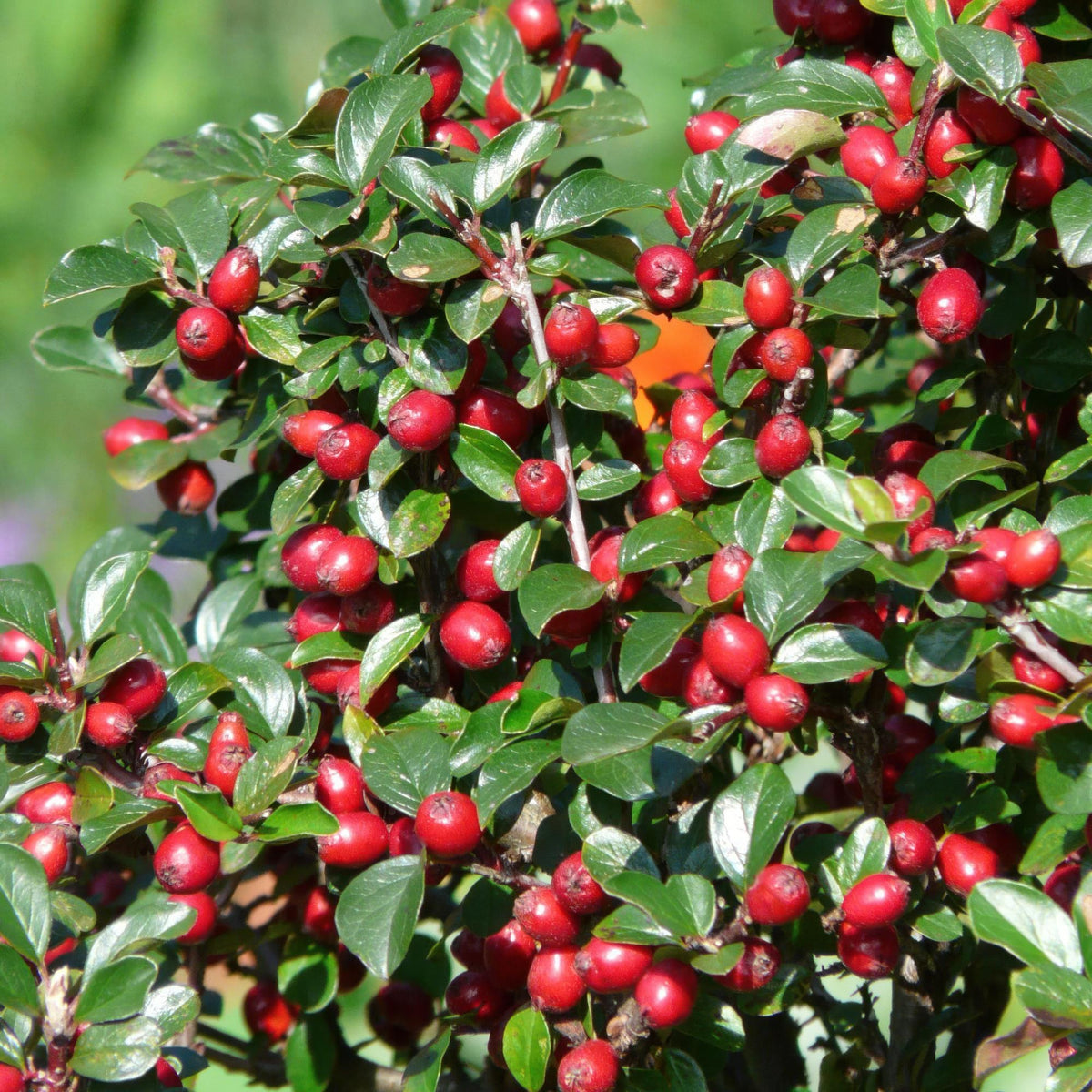 Cotoneaster rastrero en el jardín