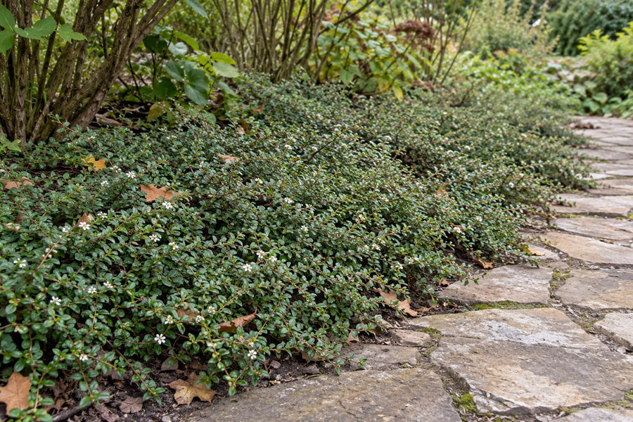 Creeping cotoneaster 'Queen of Carpets' (Cotoneaster procumbens)