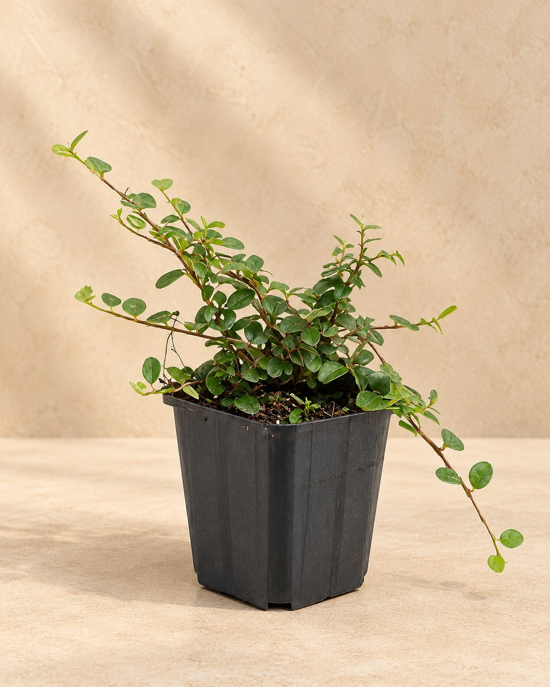 Creeping cotoneaster 'Queen of Carpets' in a nursery pot