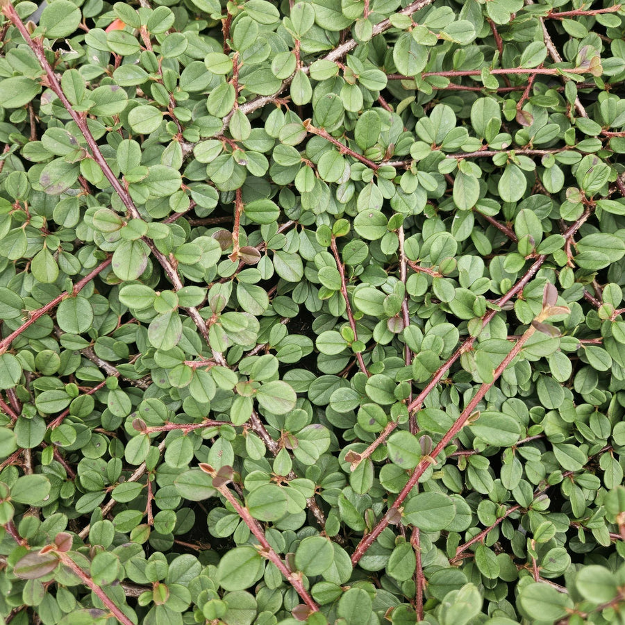 Creeping cotoneaster 'Queen of Carpets' (Cotoneaster procumbens)
