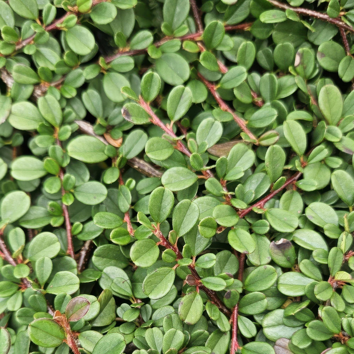Dwergmispel 'Streib's Findling' in de tuin