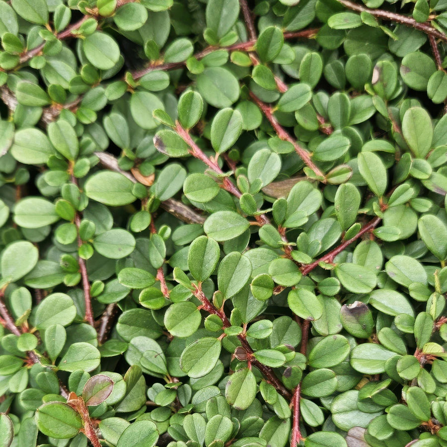 Dwergmispel 'Streib's Findling' (Cotoneaster procumbens)