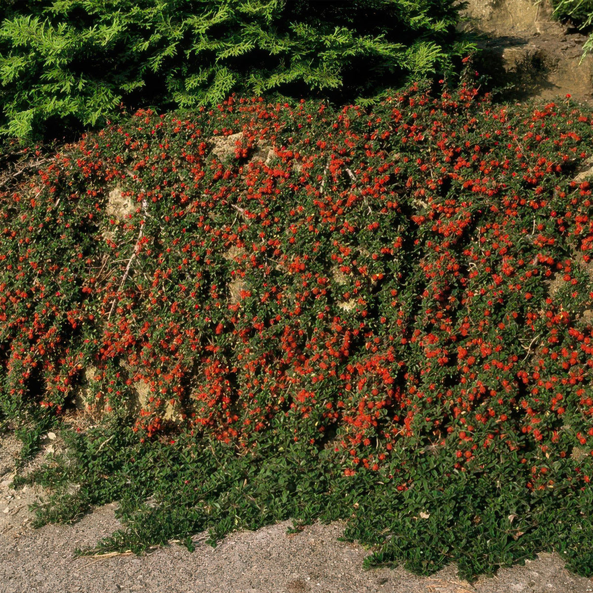 Dwergmispel 'Streib's Findling' in de tuin