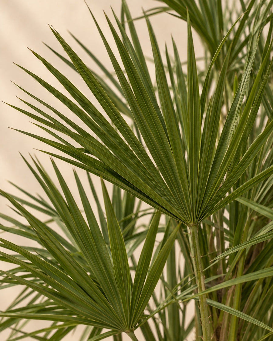 Palmito (Chamaerops humilis) 130 cm de altura, maceta ø24 cm