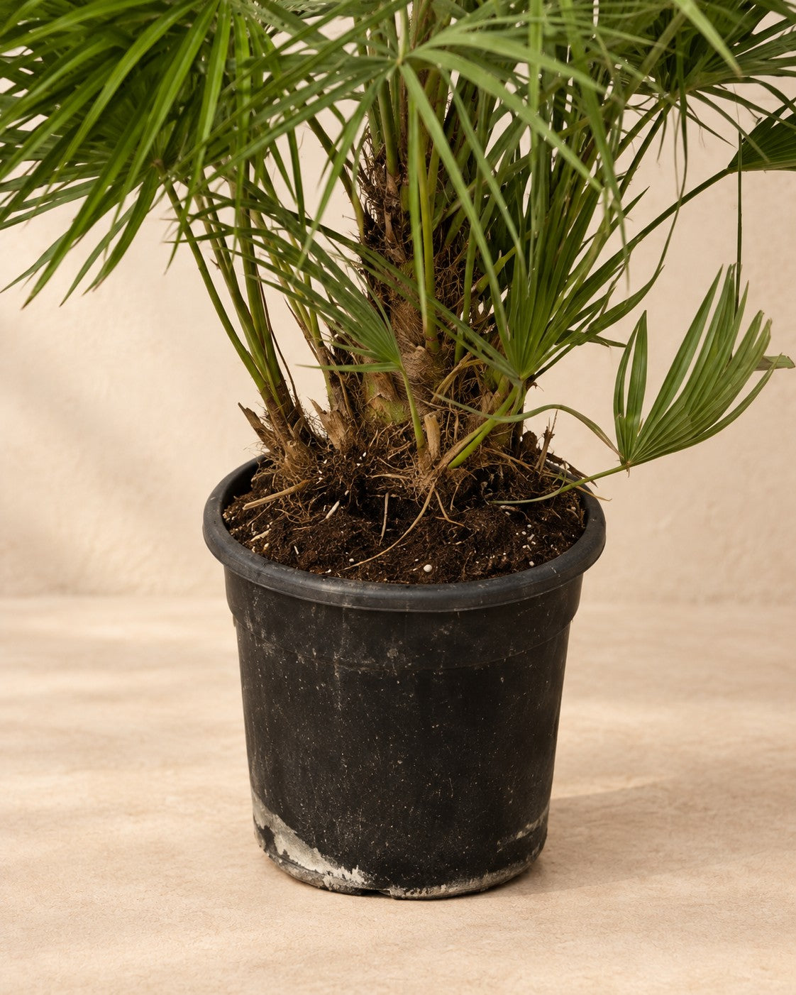 Parte inferior de Palmito (Chamaerops humilis) con su maceta de cultivo