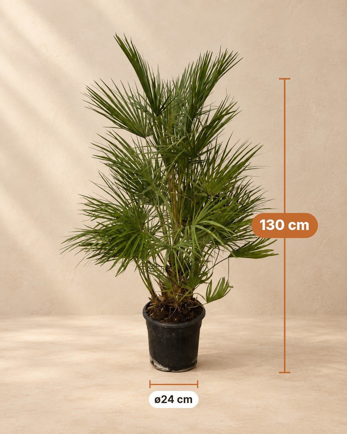 Medidas de Palmito: 130 cm de altura, maceta ø24 cm