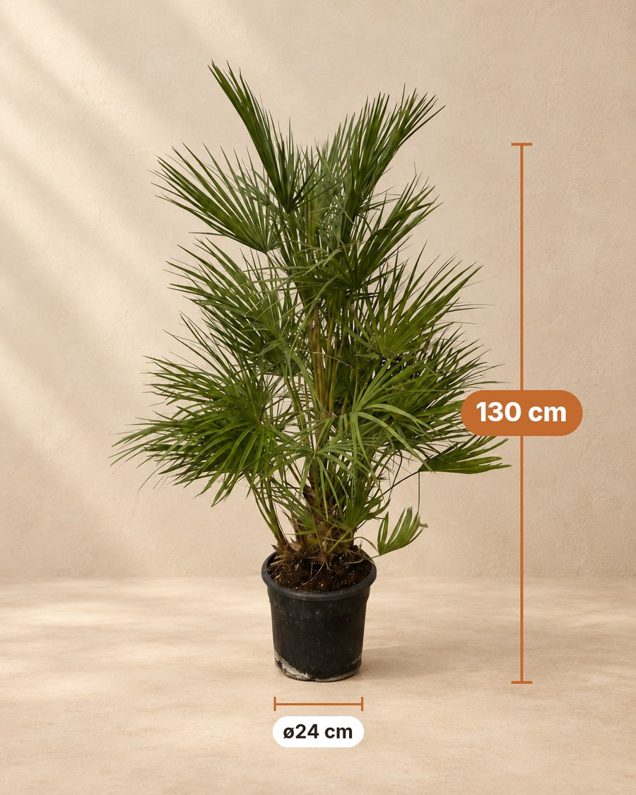 Palmito (Chamaerops humilis) 130 cm de altura, maceta ø24 cm