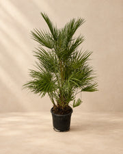 Palmito (Chamaerops humilis), 130 cm de altura en maceta de cultivo de 24 cm