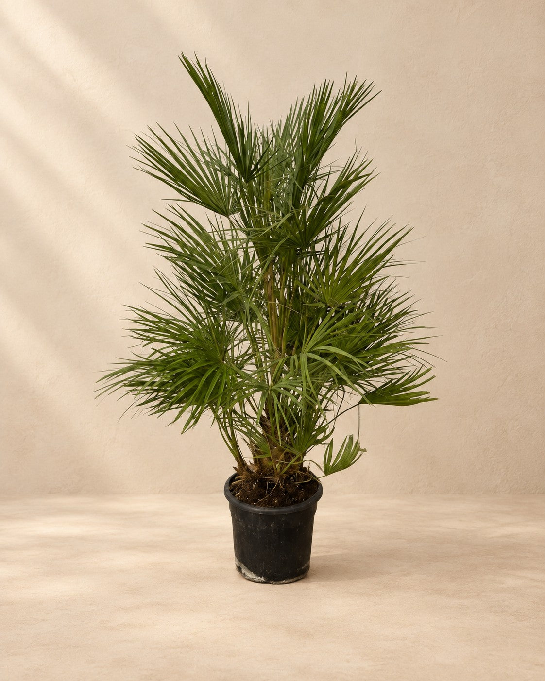 Palmito (Chamaerops humilis), 130 cm de altura en maceta de cultivo de 24 cm