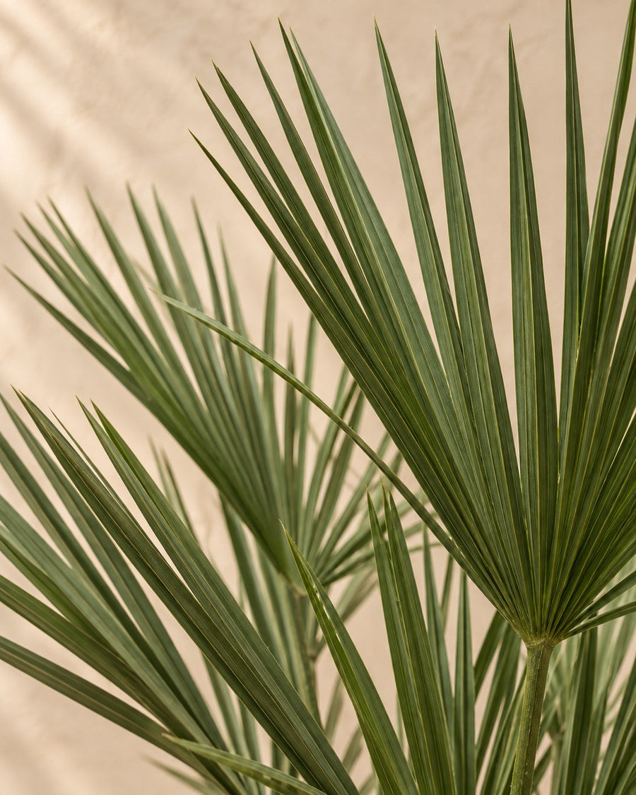 Palma nana (Chamaerops humilis) 150 cm di altezza, vaso ø30 cm