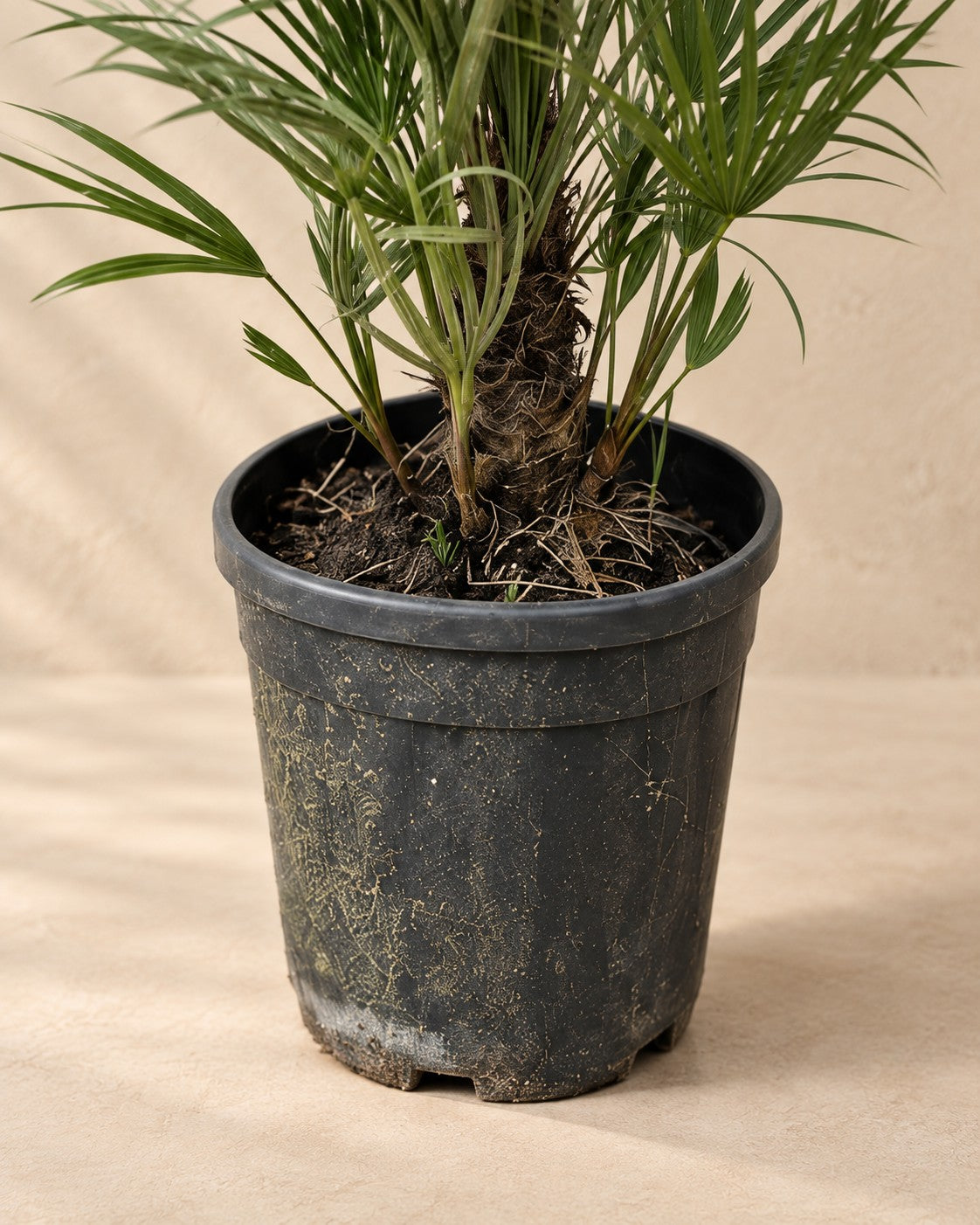 Parte bassa di Palma nana (Chamaerops humilis) con il vaso di coltivazione