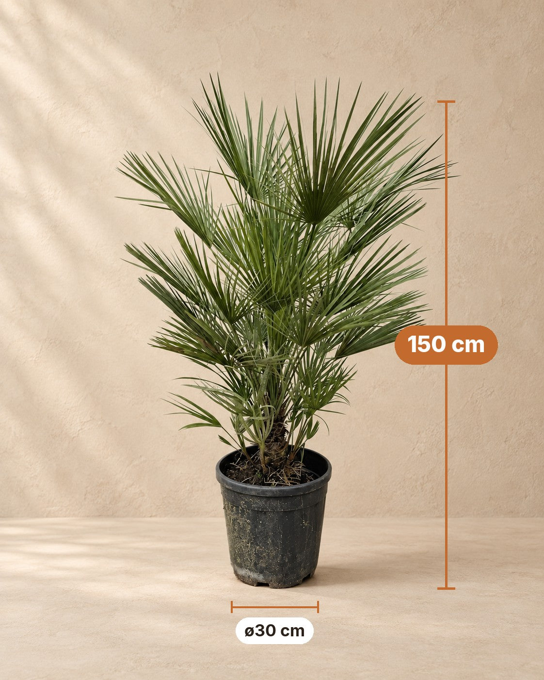 Dimensioni Palma nana: altezza 150 cm, vaso ø30 cm