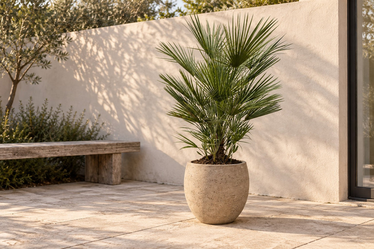Palma nana, 150 cm, in vaso Orb Grey Washed su una terrazza