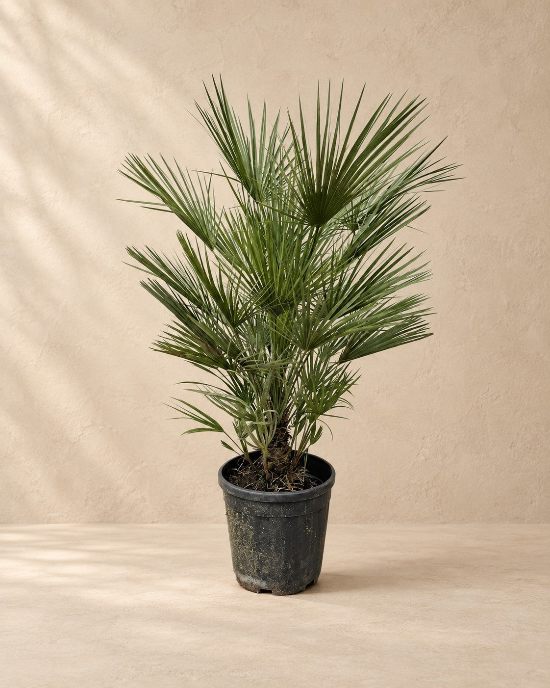 Palma nana (Chamaerops humilis), alta 150 cm in vaso di coltivazione da 30 cm