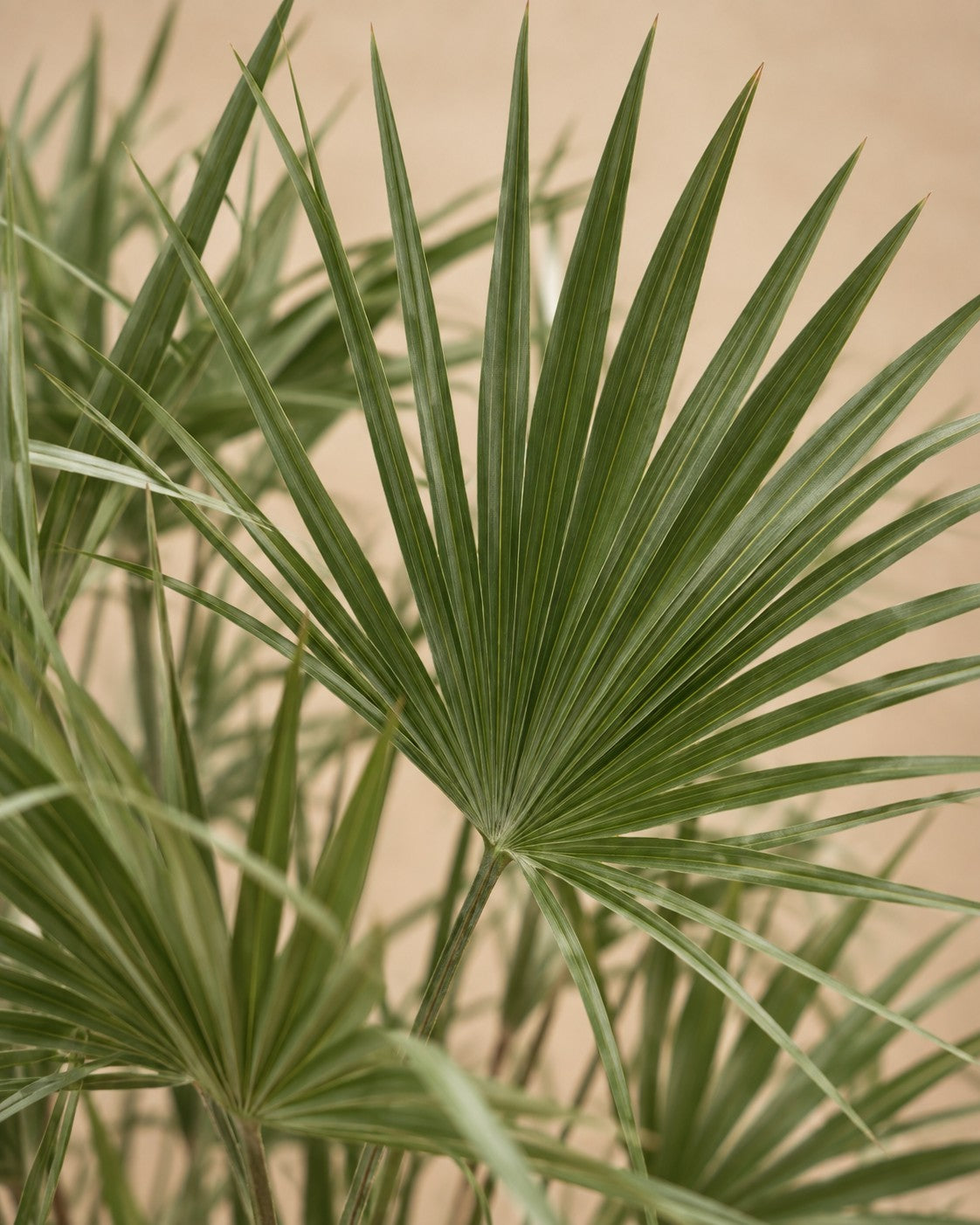 Close-up van het blad van de Dwergpalm (Chamaerops humilis)