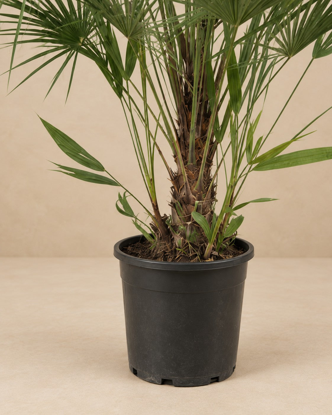 Onderste deel van de Dwergpalm (Chamaerops humilis) met de kweekpot