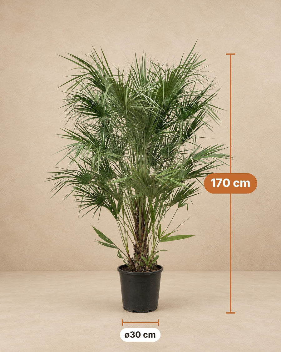 Dwergpalm (Chamaerops humilis) 170 cm hoog, pot ø30 cm
