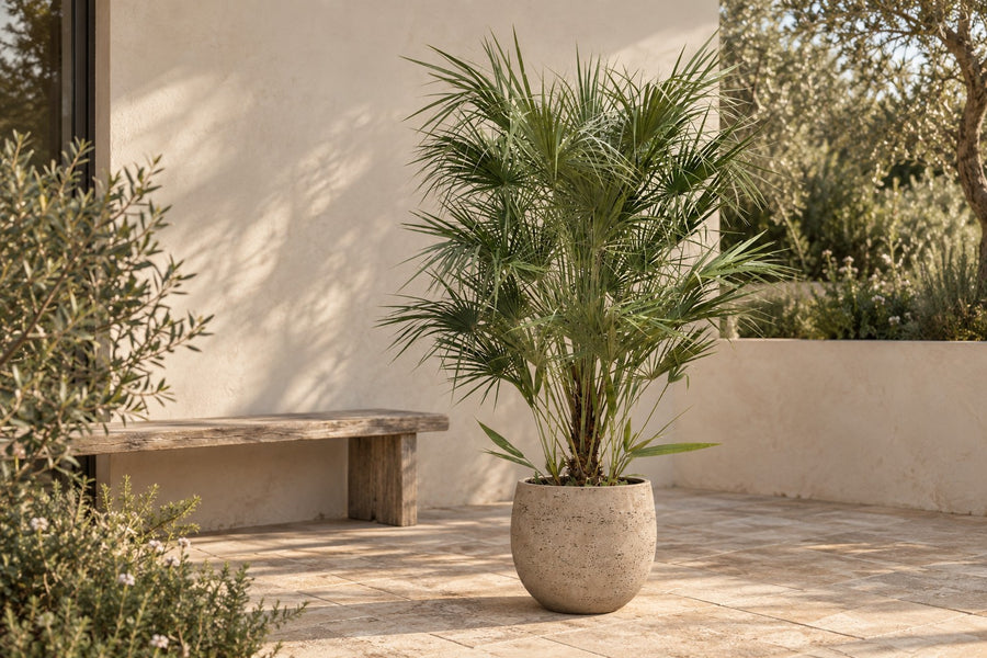 Dwergpalm (Chamaerops humilis) 170 cm hoog, pot ø30 cm
