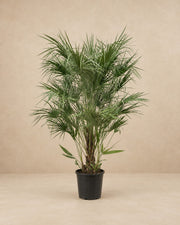 Dwergpalm (Chamaerops humilis) van 170 cm hoog in kweekpot van 30 cm